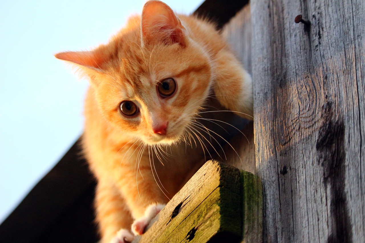 cat kitten red mackerel tabby free photo