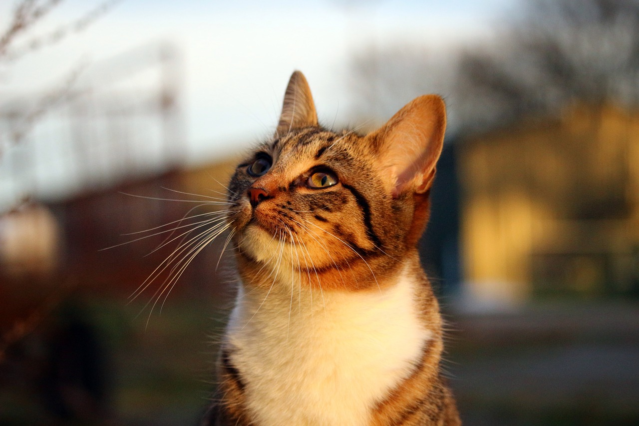 cat kitten mackerel free photo