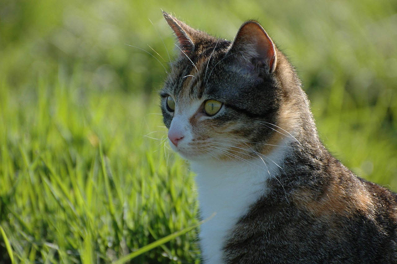 cat garden nature free photo