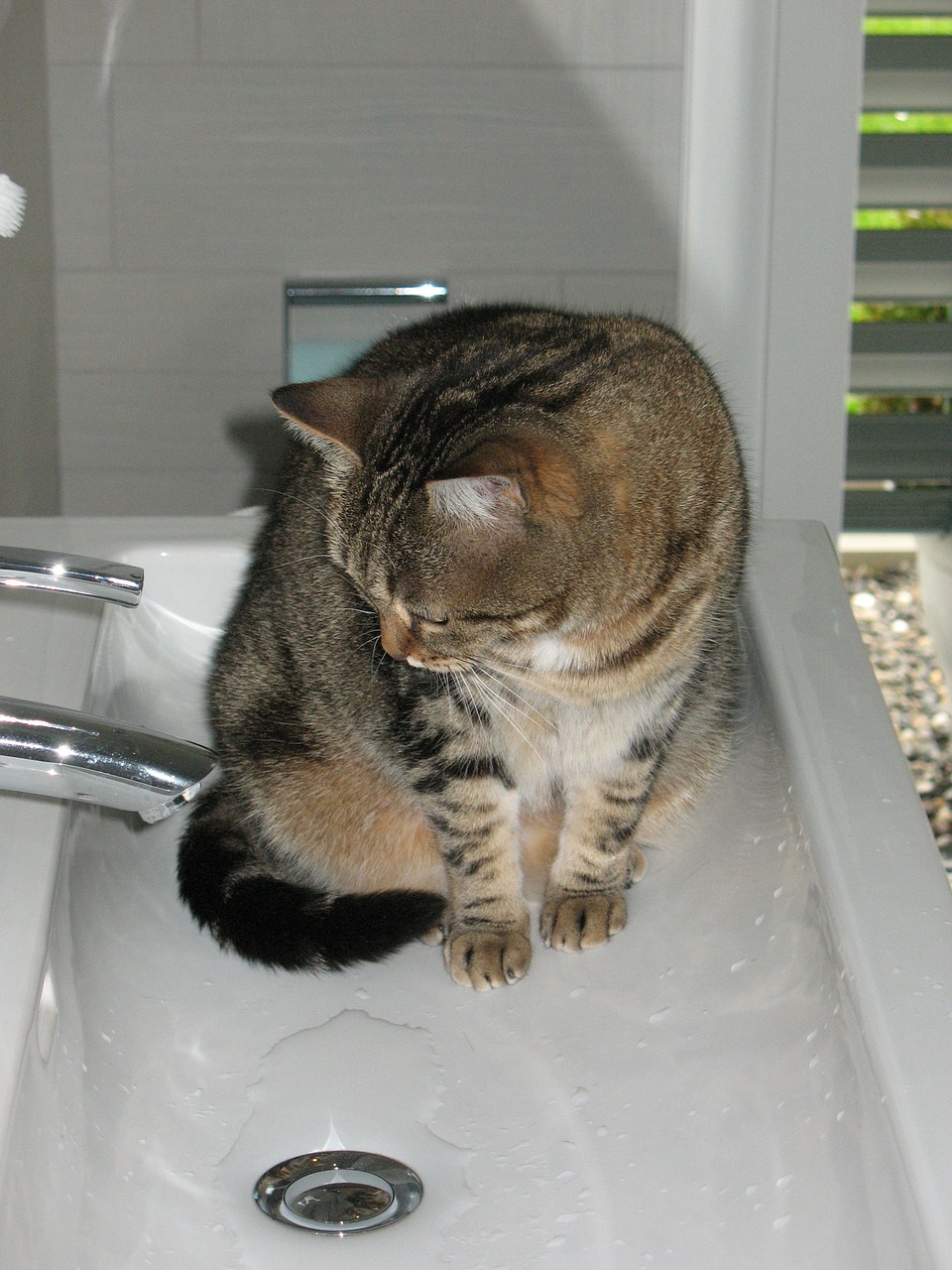 cat curious bath rooms free photo