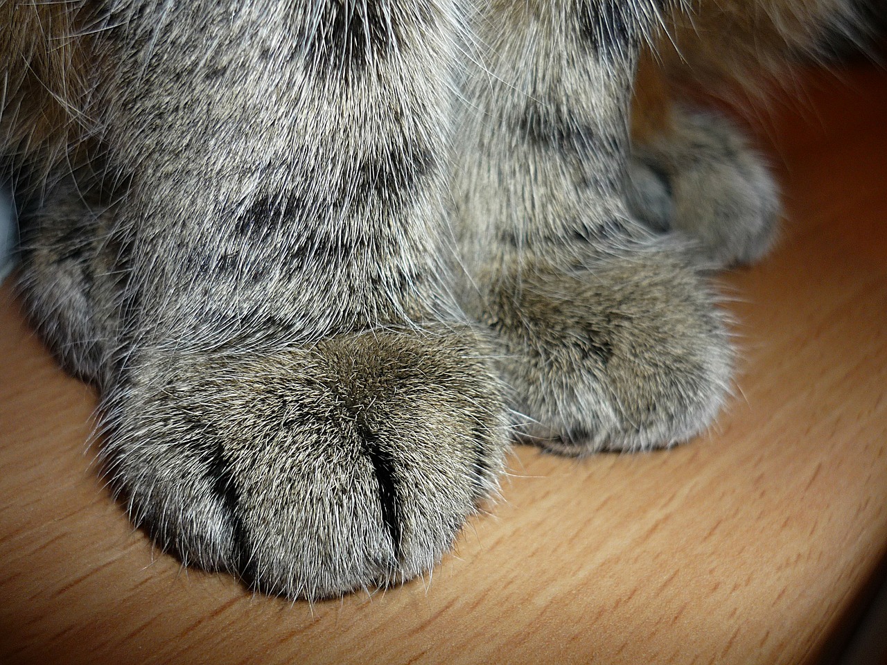 cat cat's paw paw print free photo
