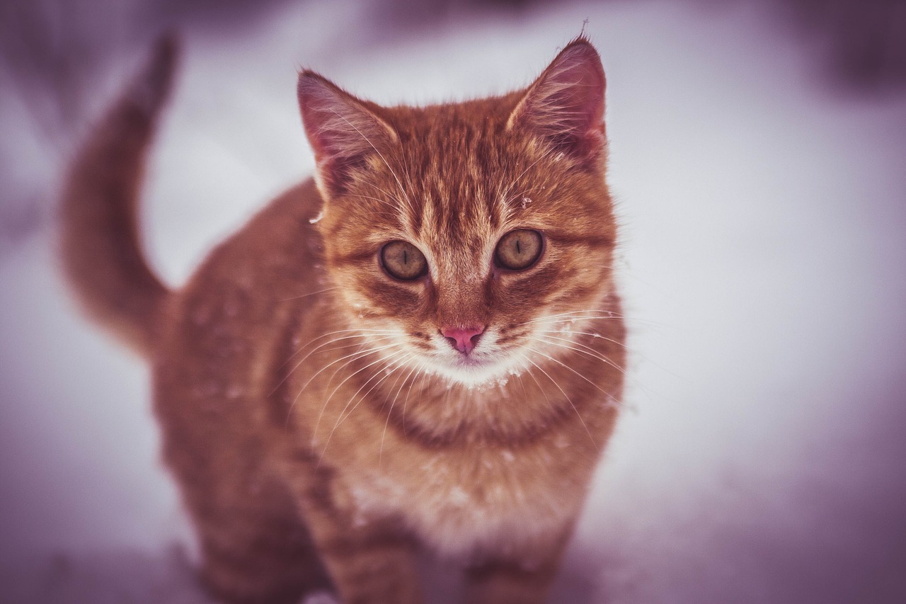 cat snow play free photo