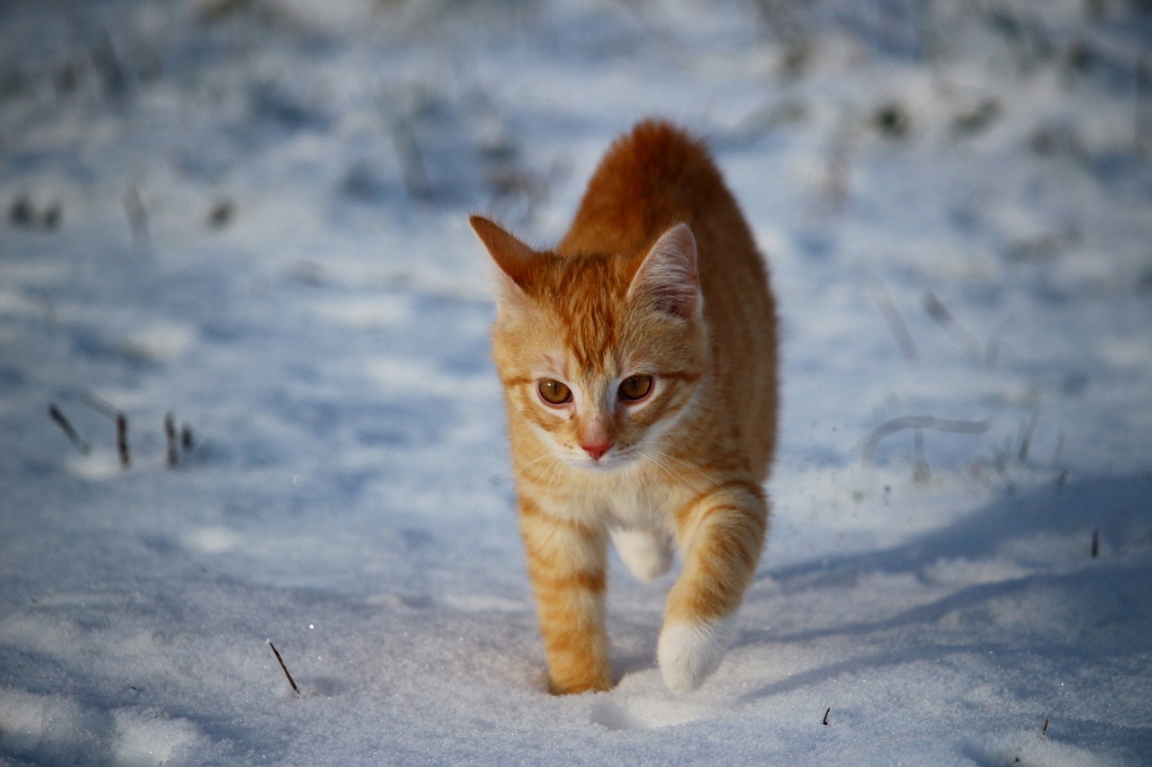 cat kitten snow free photo