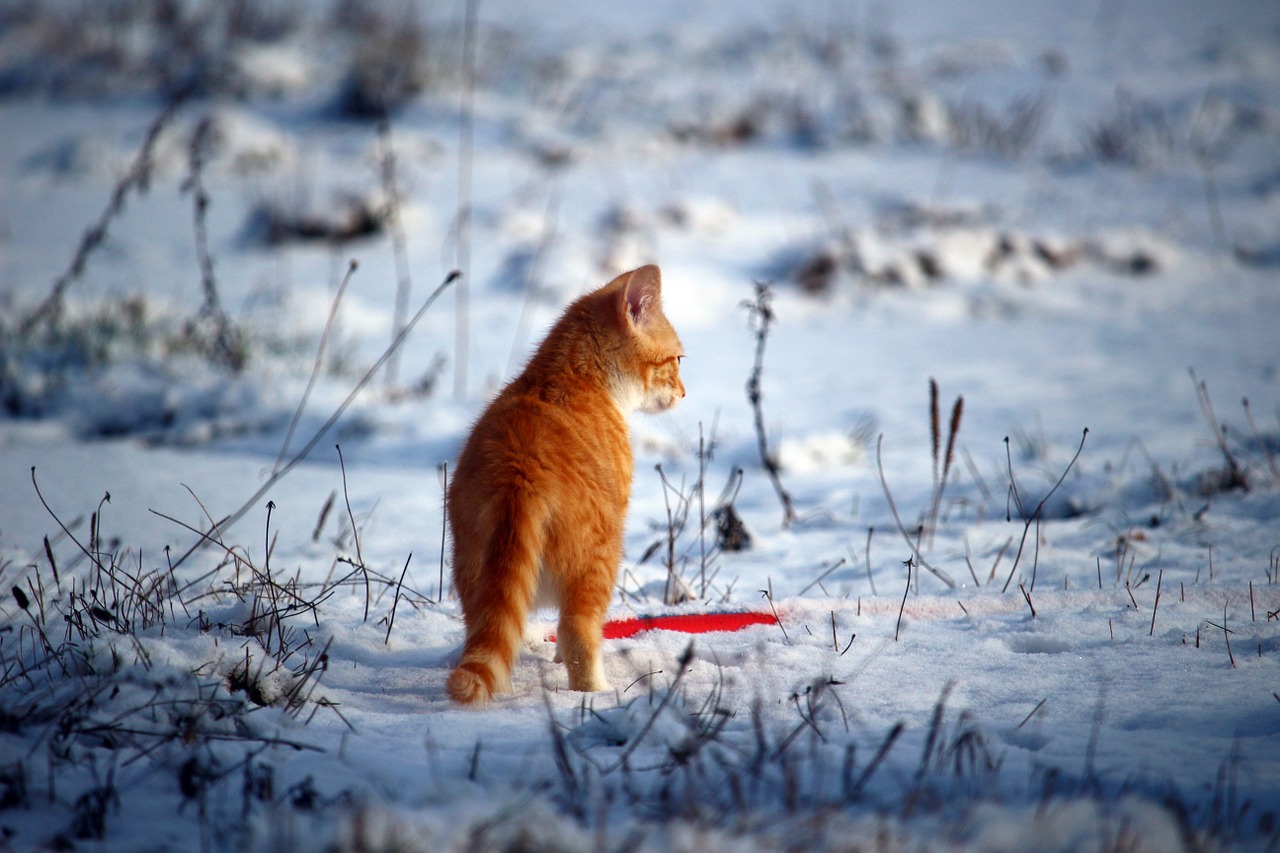 cat kitten snow free photo