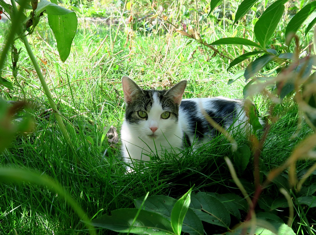 cat grass green free photo