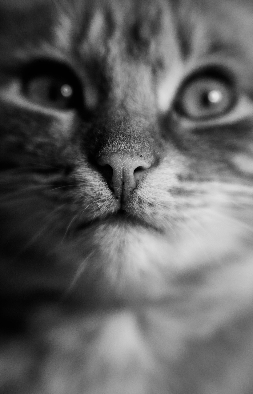 cat eye black and white free photo