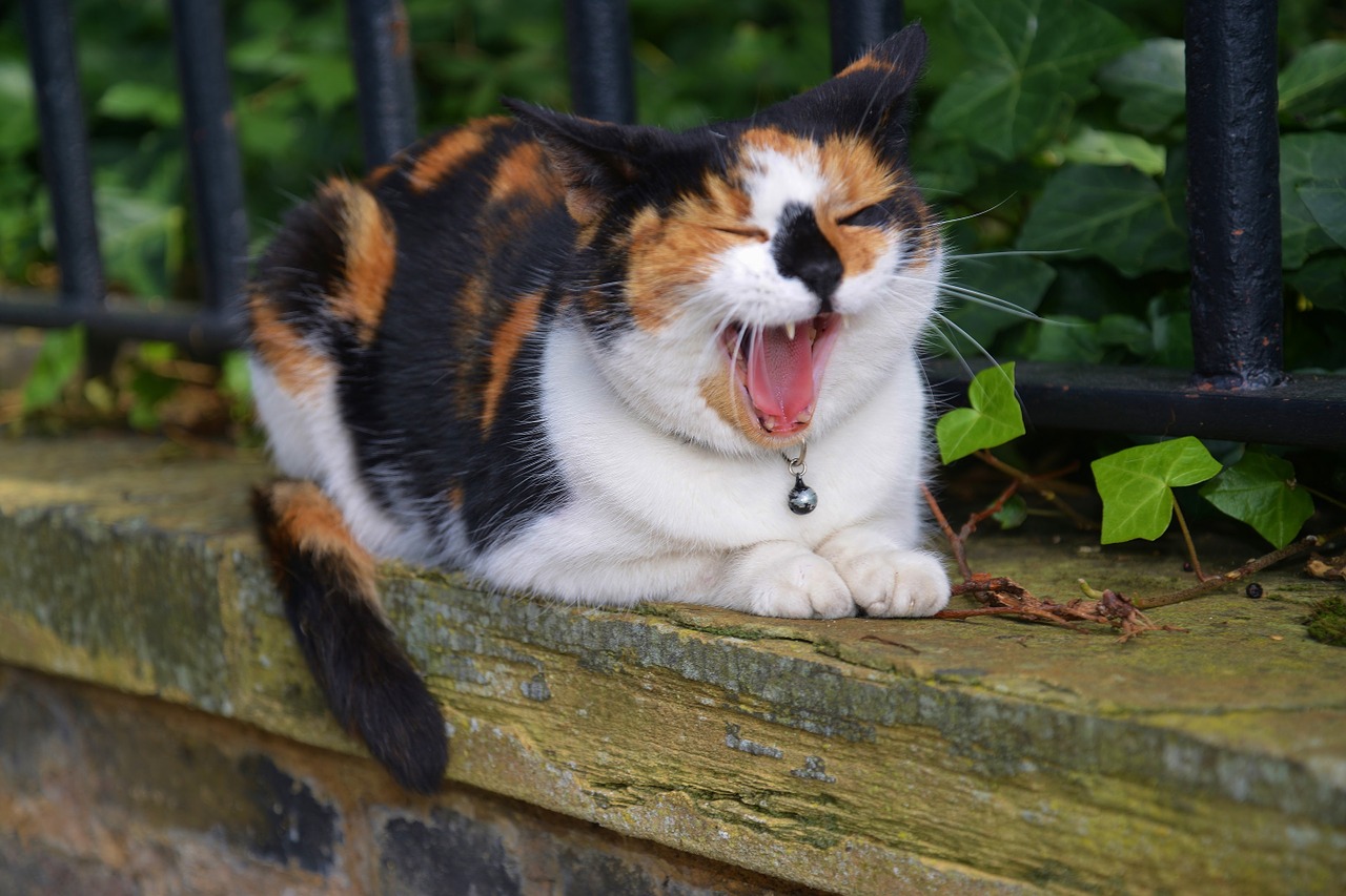 cat yawning portrait free photo