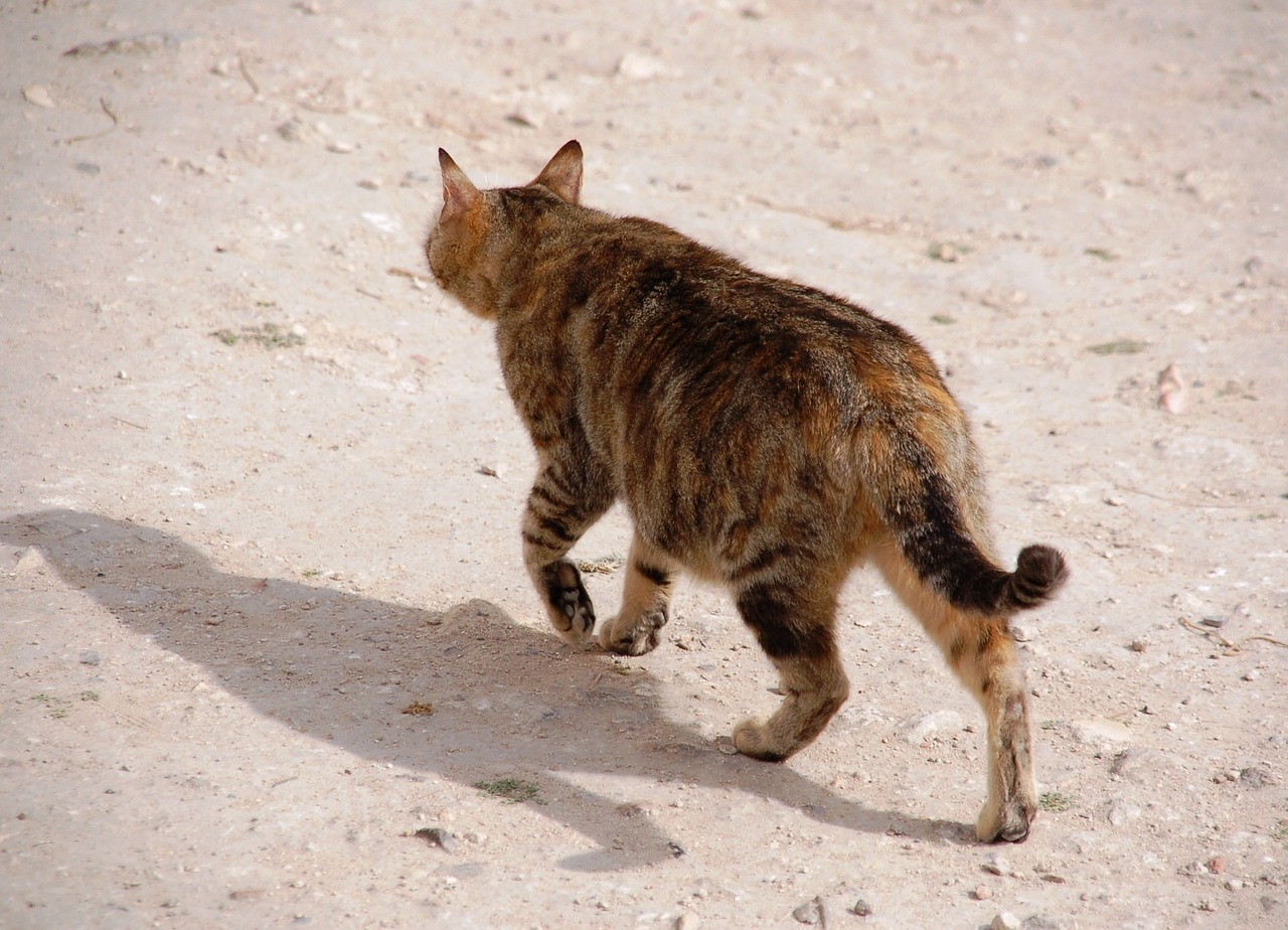 wandering cat tomcat free photo