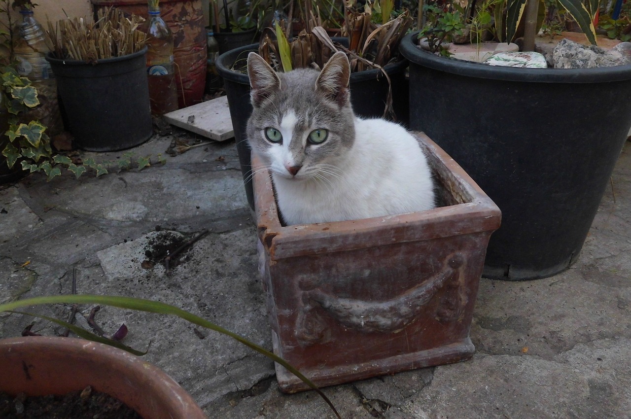 cat sitting flower pot free photo