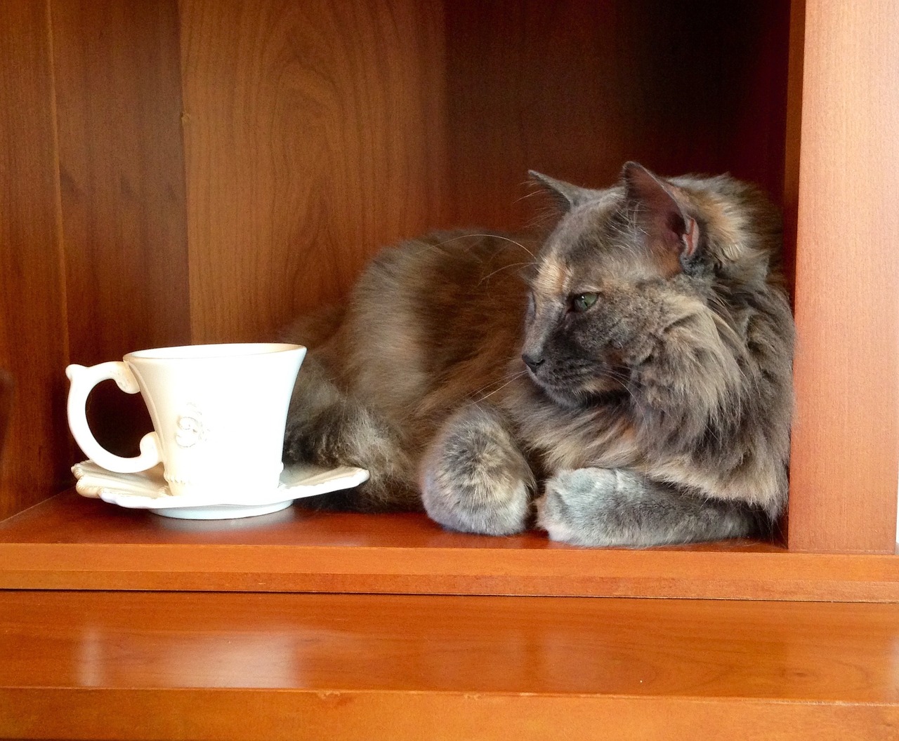 cat tea warm free photo