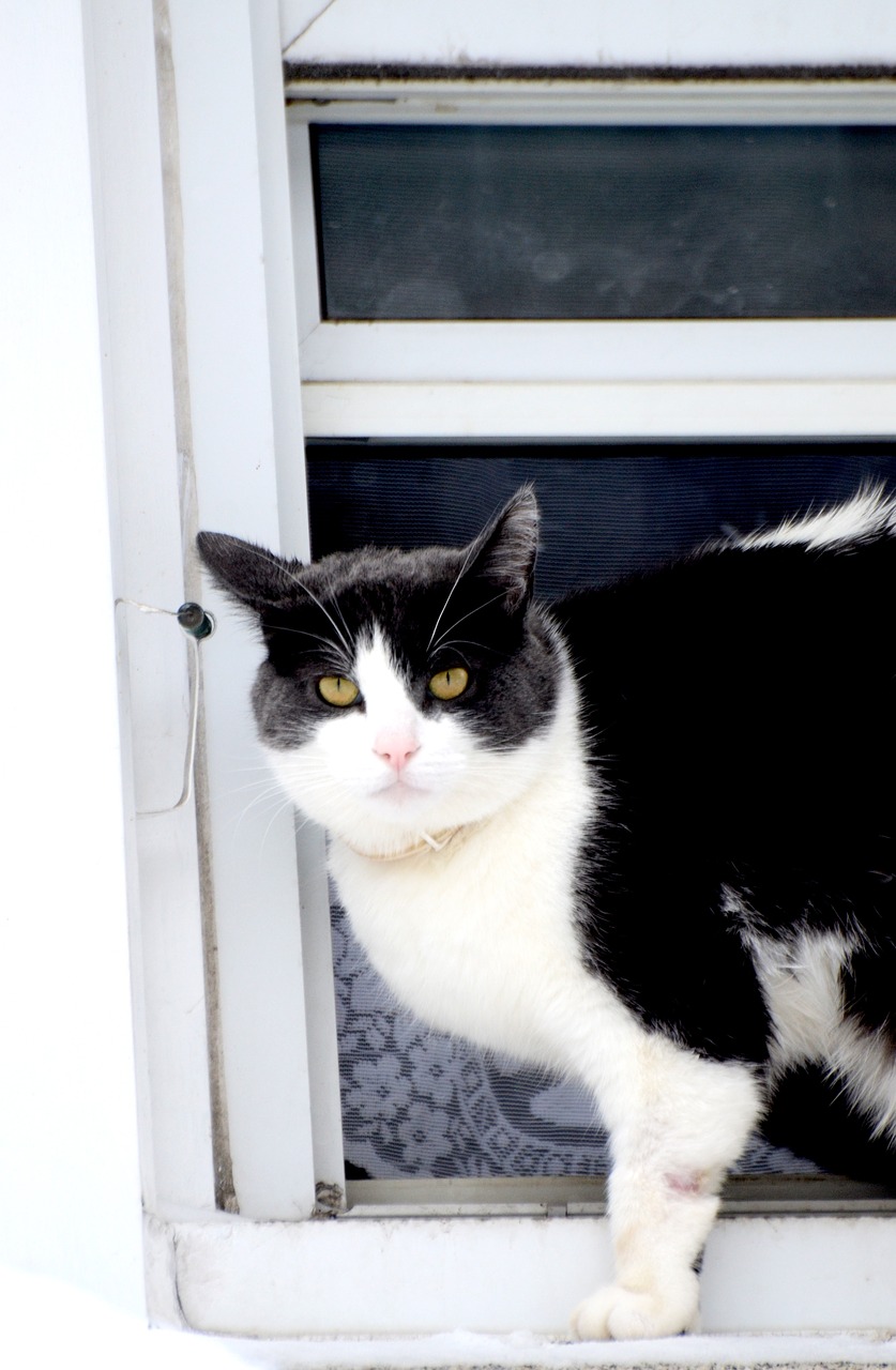 cat black and white cat pet free photo