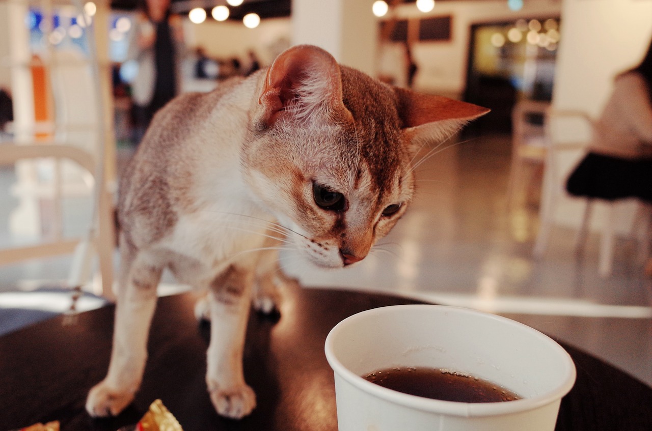 cat cat cafe cute free photo