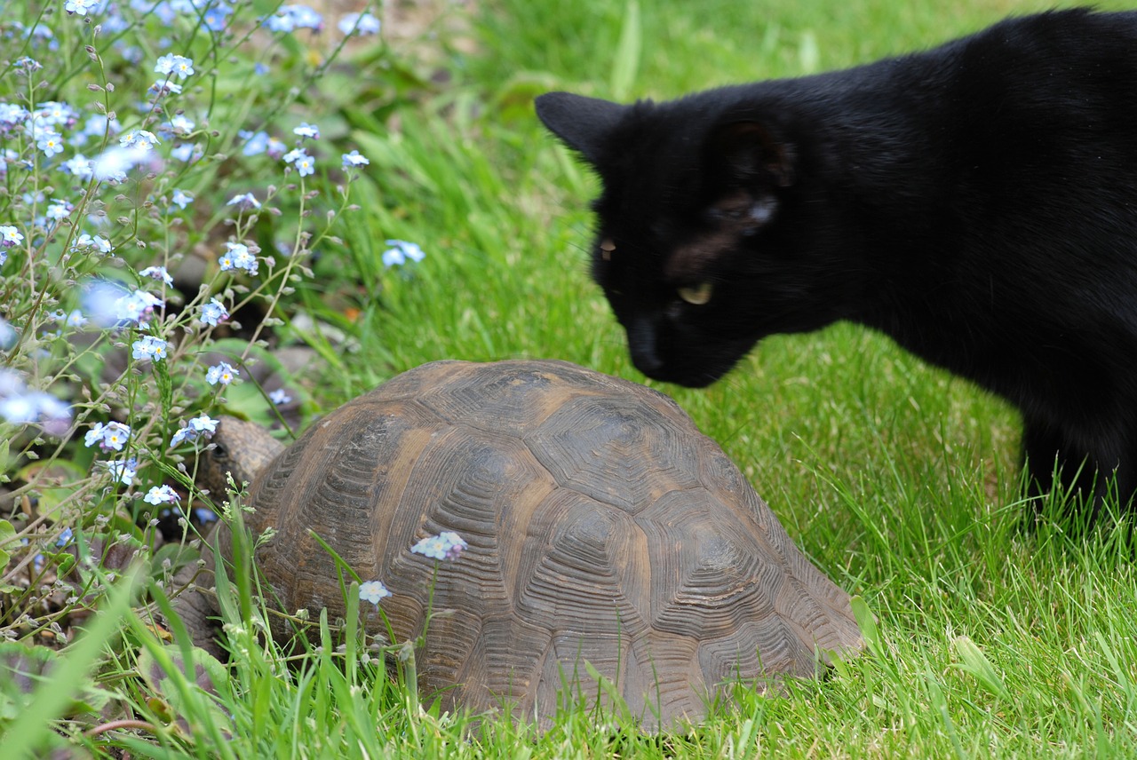 cat tortoise animal free photo