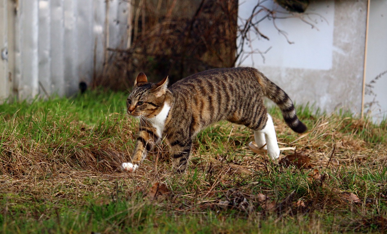 cat mackerel kitten free photo