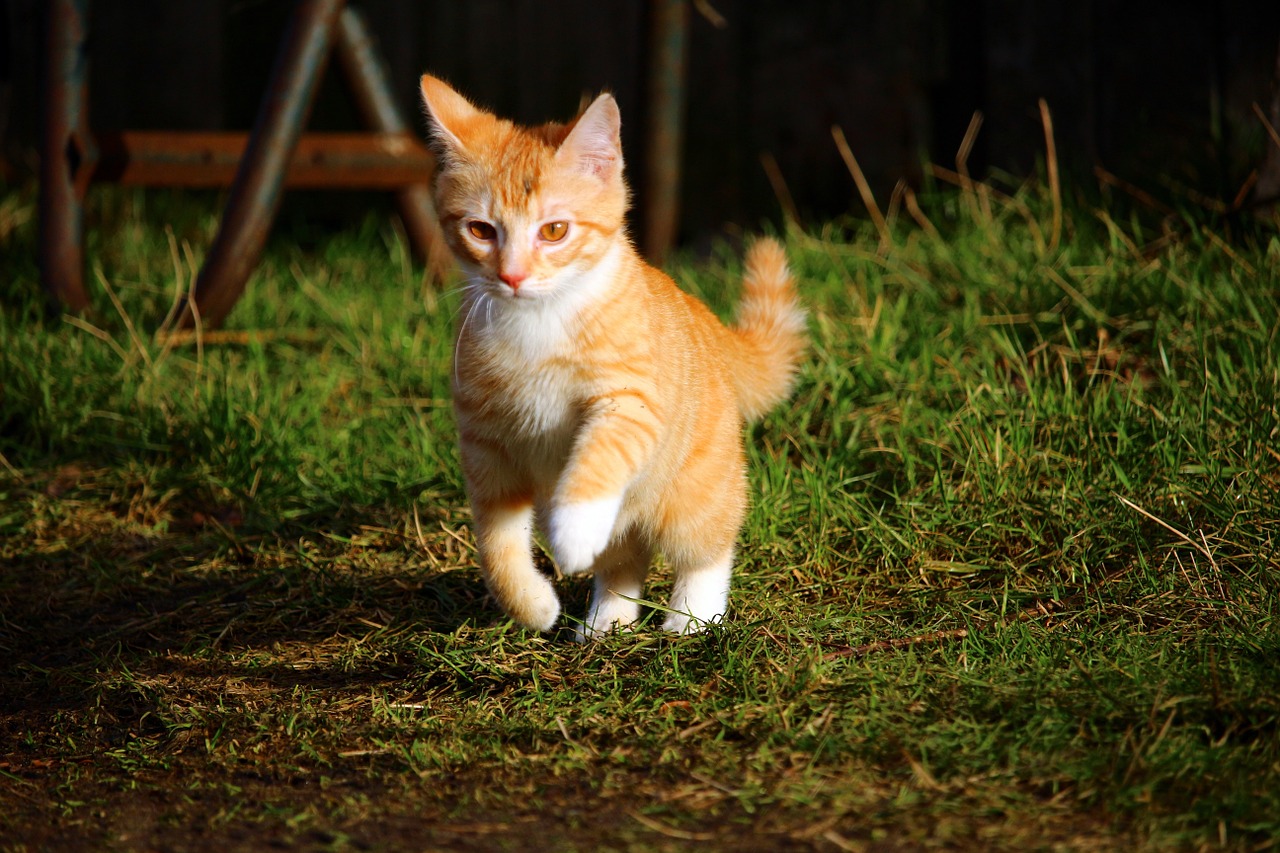 cat cat baby red mackerel tabby free photo