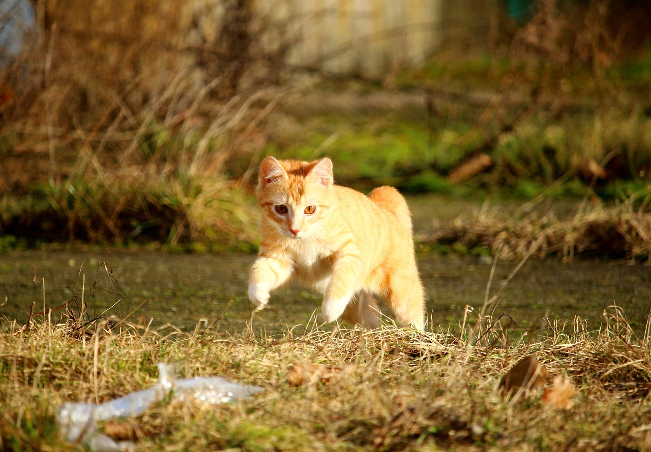 cat red mackerel tabby jump free photo