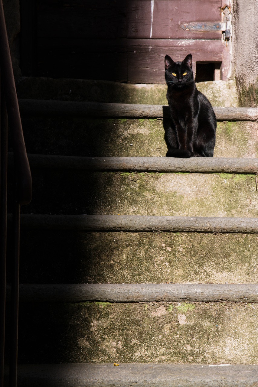 cat steps contrast free photo