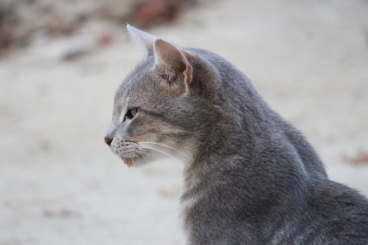 cat gray animal free photo