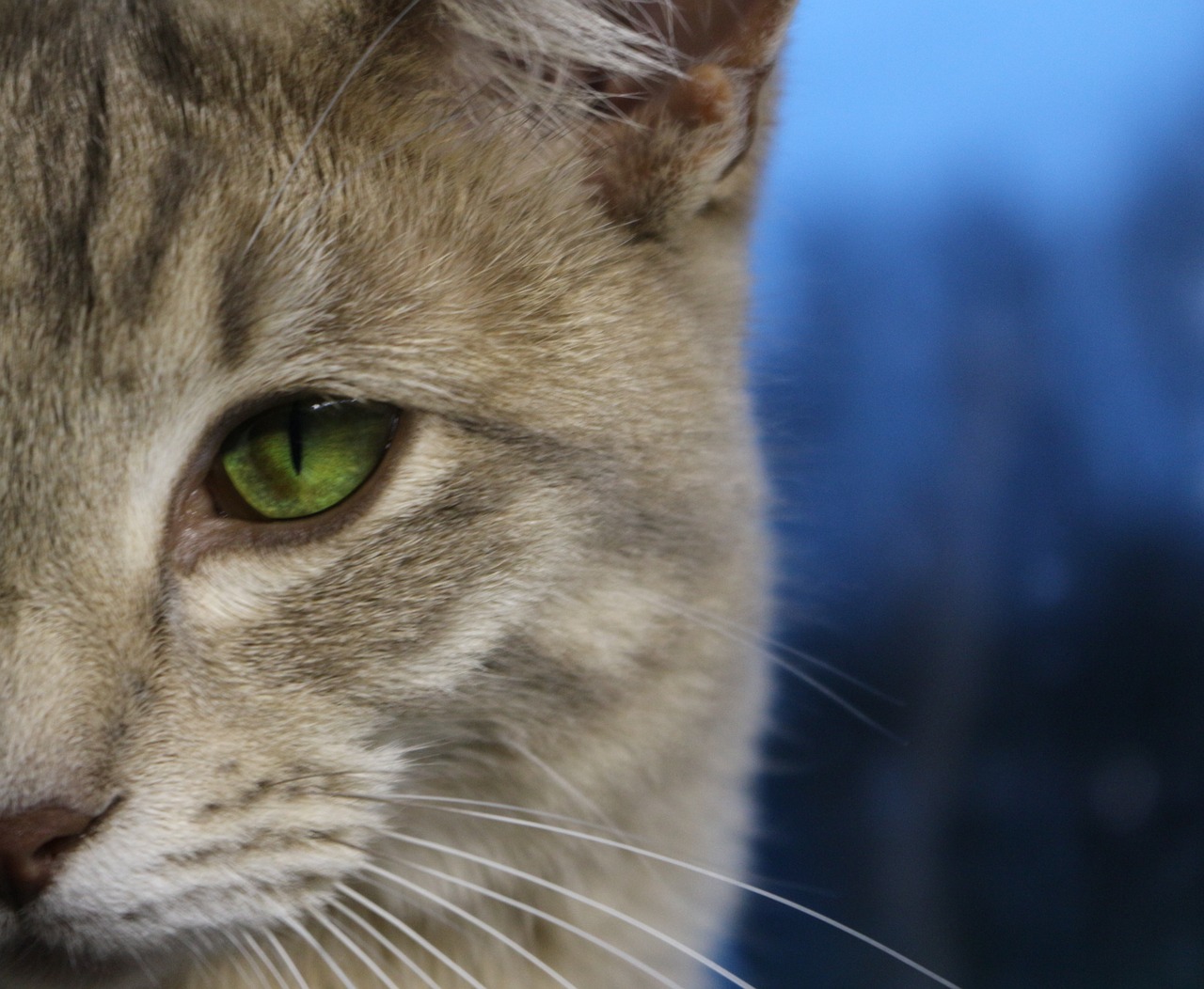 cat cat's eye mackerel free photo