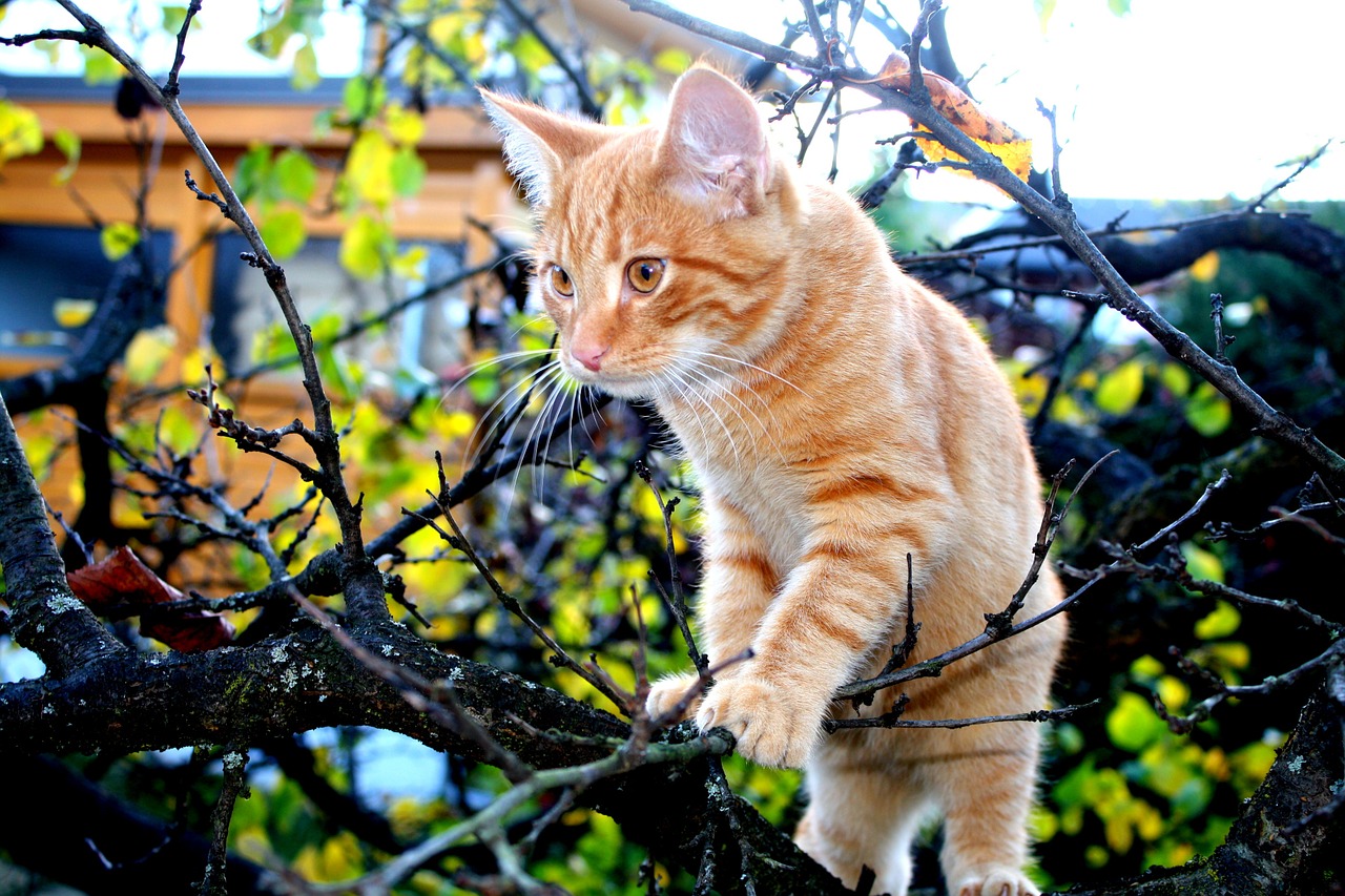 cat orange autumn free photo