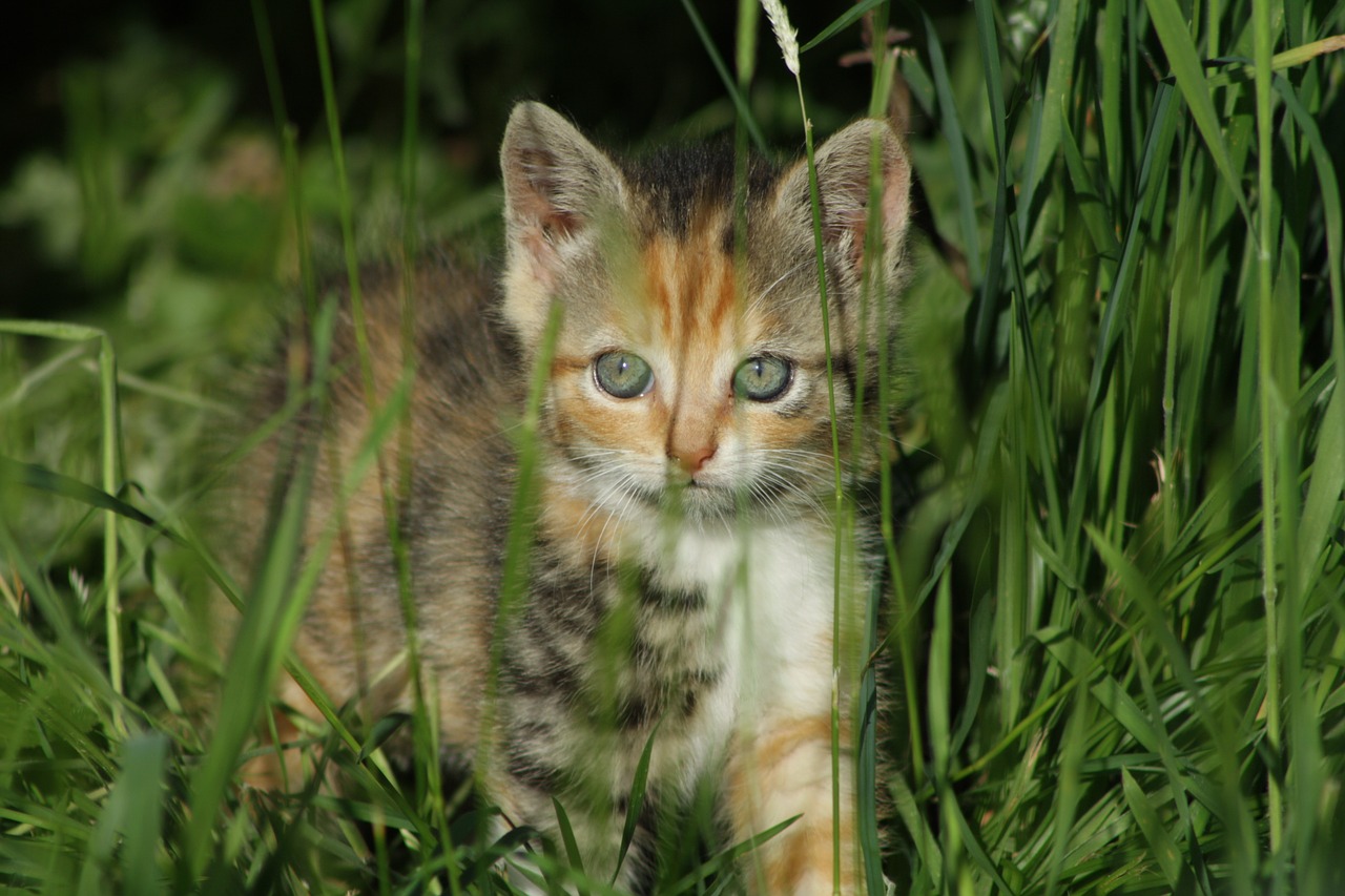 cat grass green free photo