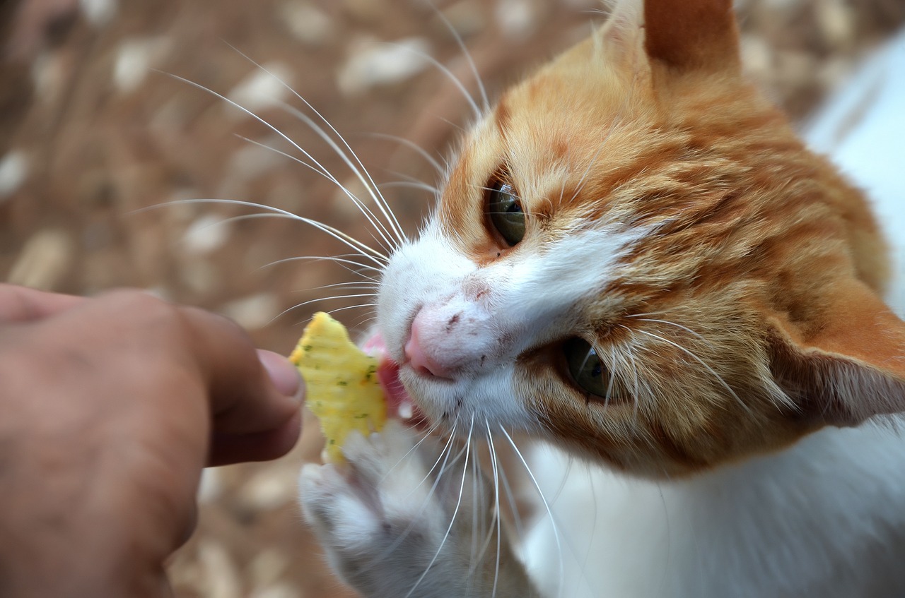 Cat,food,love,the homeless,ginger - free image from needpix.com