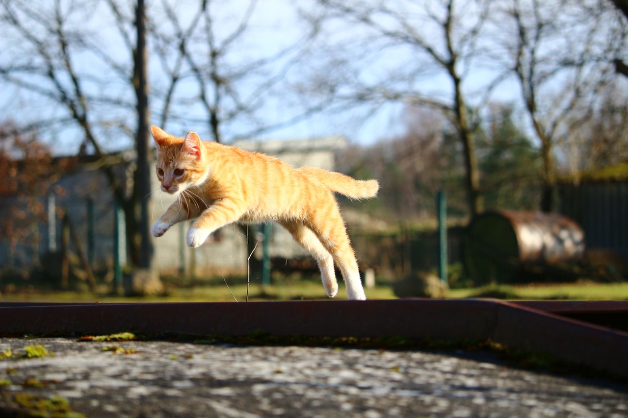 cat kitten mackerel free photo