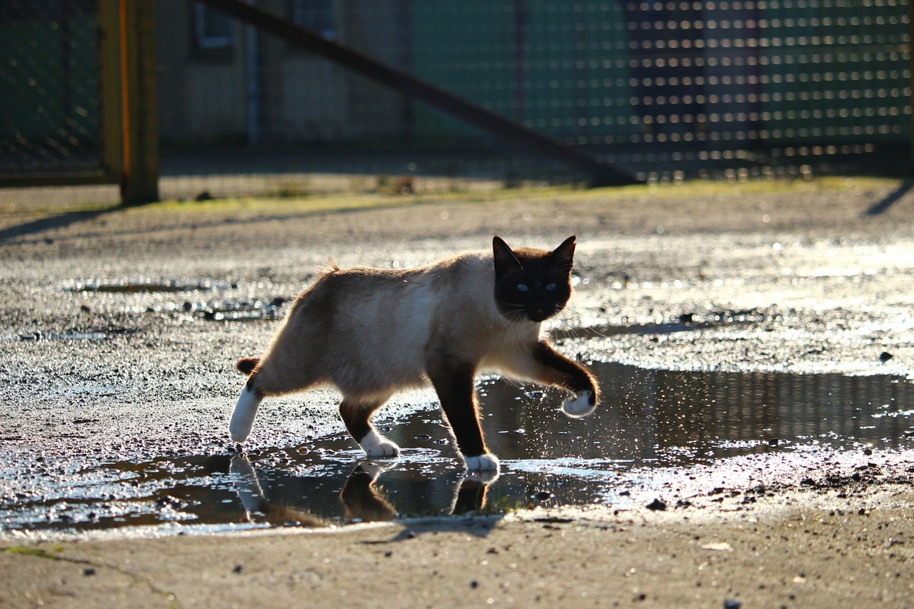 cat siamese cat siam free photo