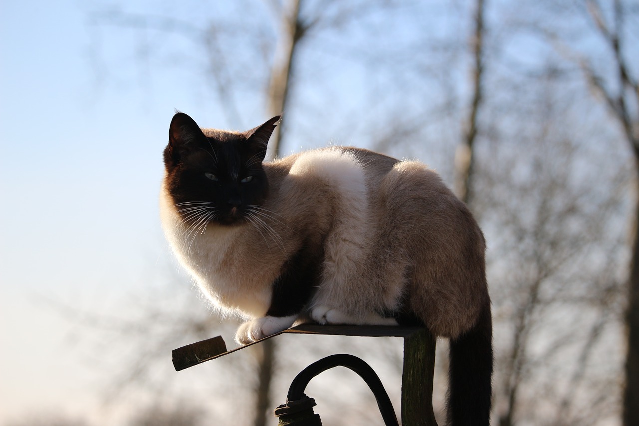 cat siamese cat siam free photo