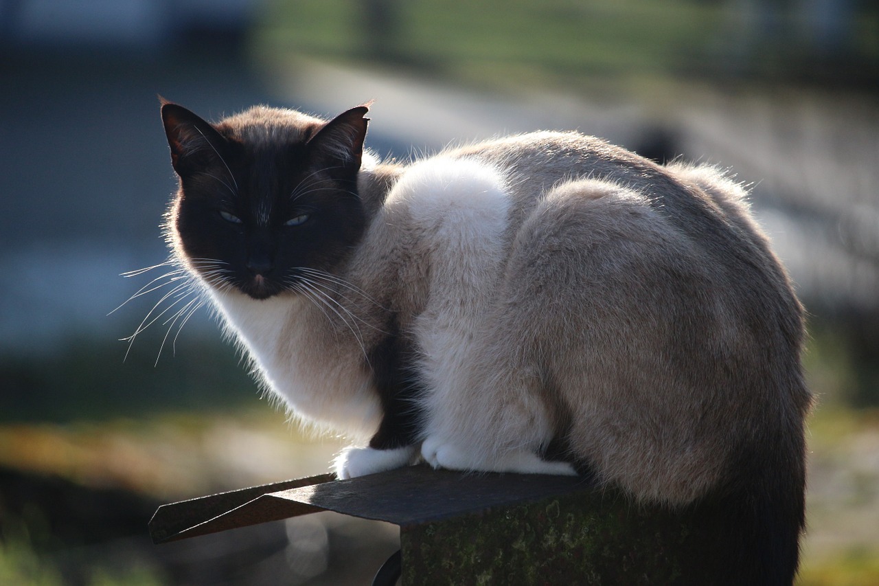 cat siamese cat siamese free photo