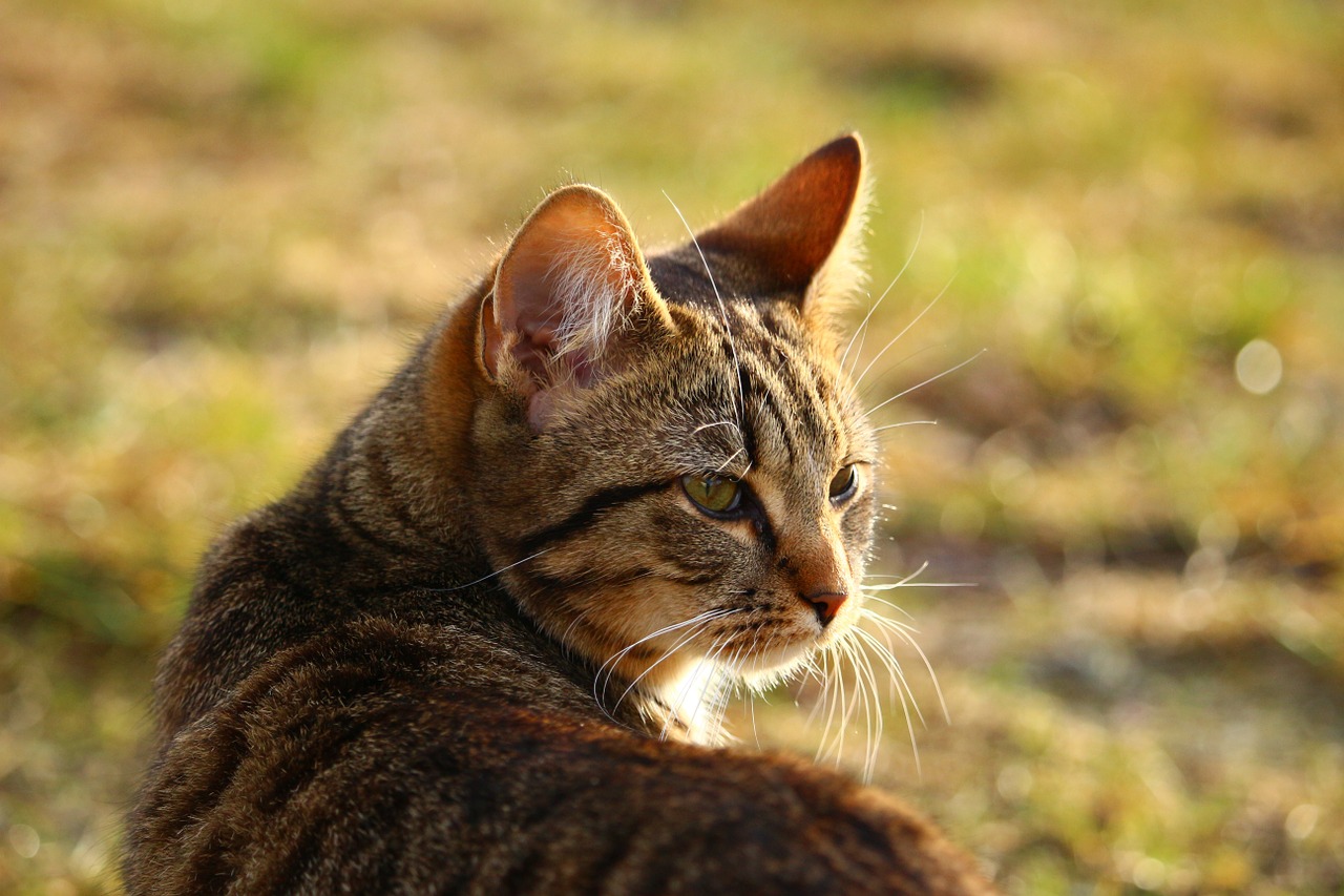 cat mackerel kitten free photo