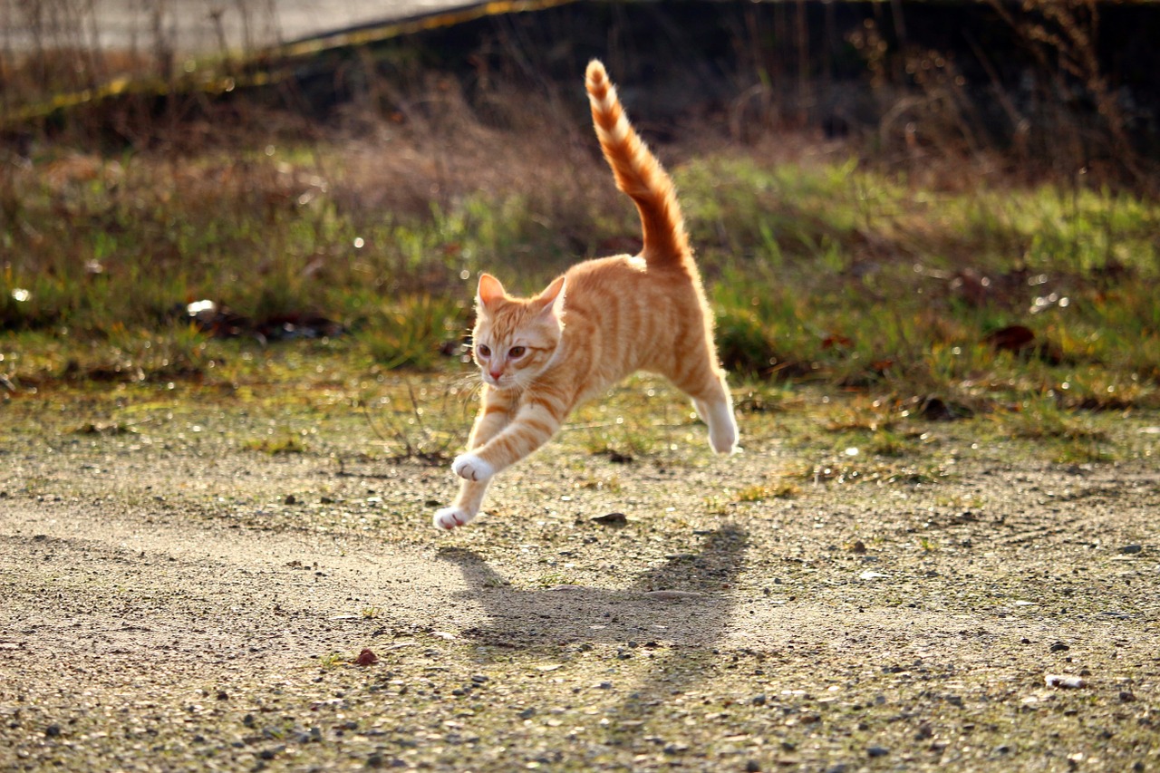 cat kitten red mackerel tabby free photo