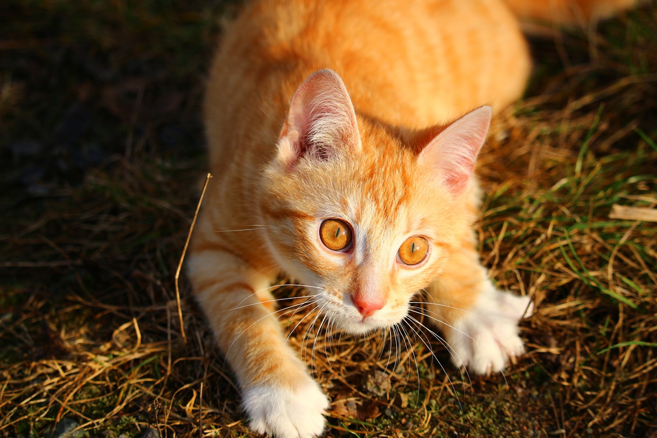 cat kitten red mackerel tabby free photo