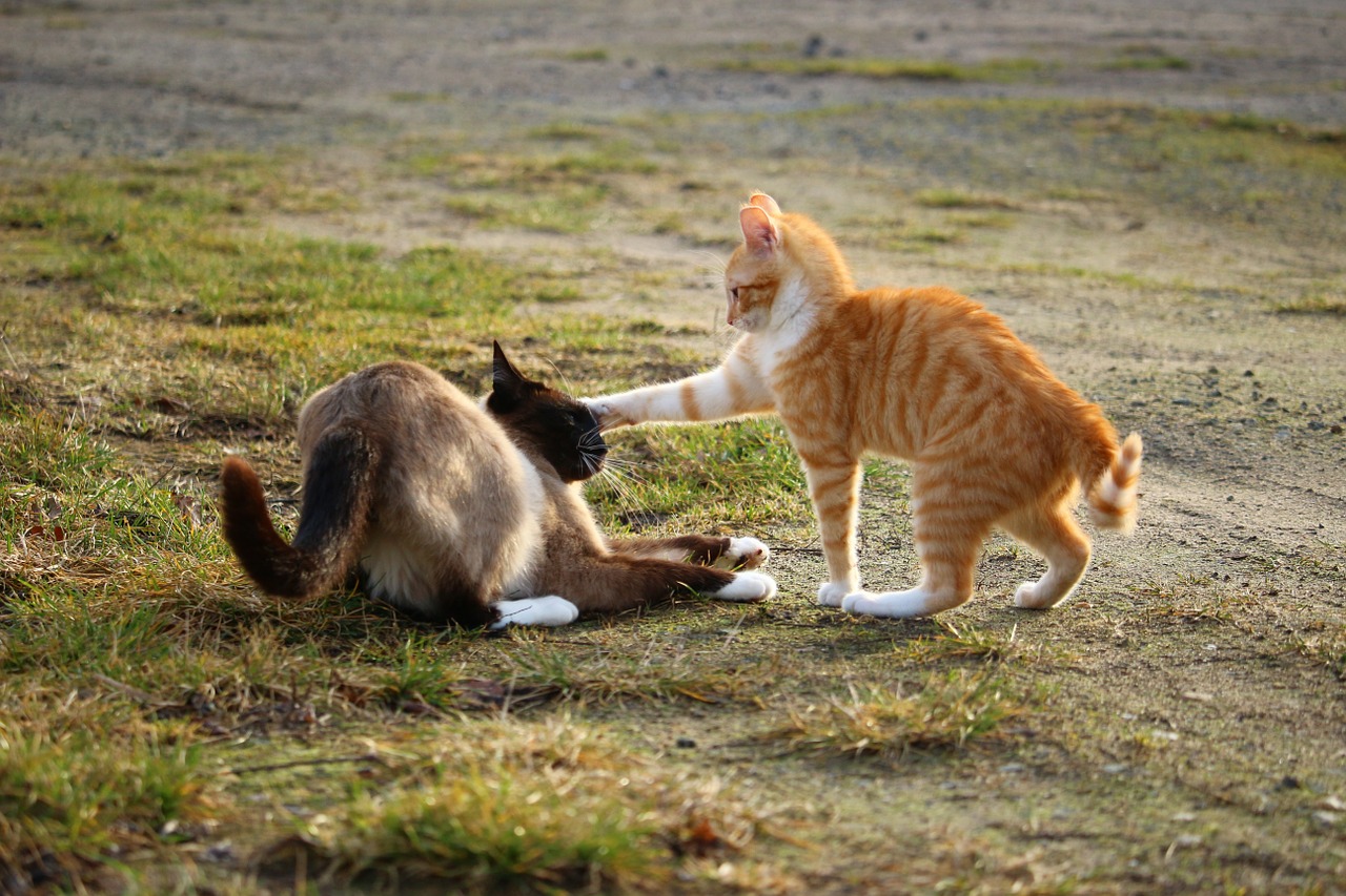 cat fight play free photo