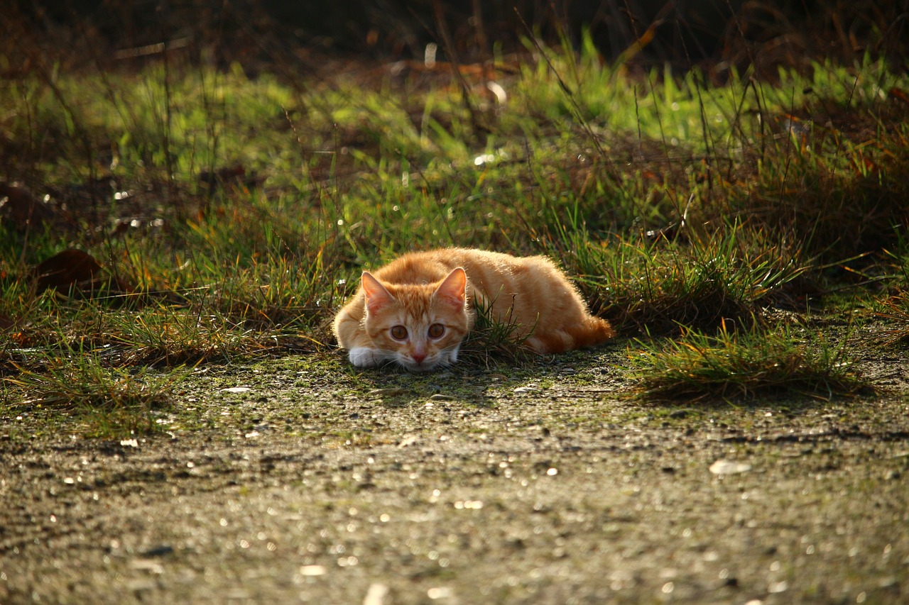 cat kitten red mackerel tabby free photo