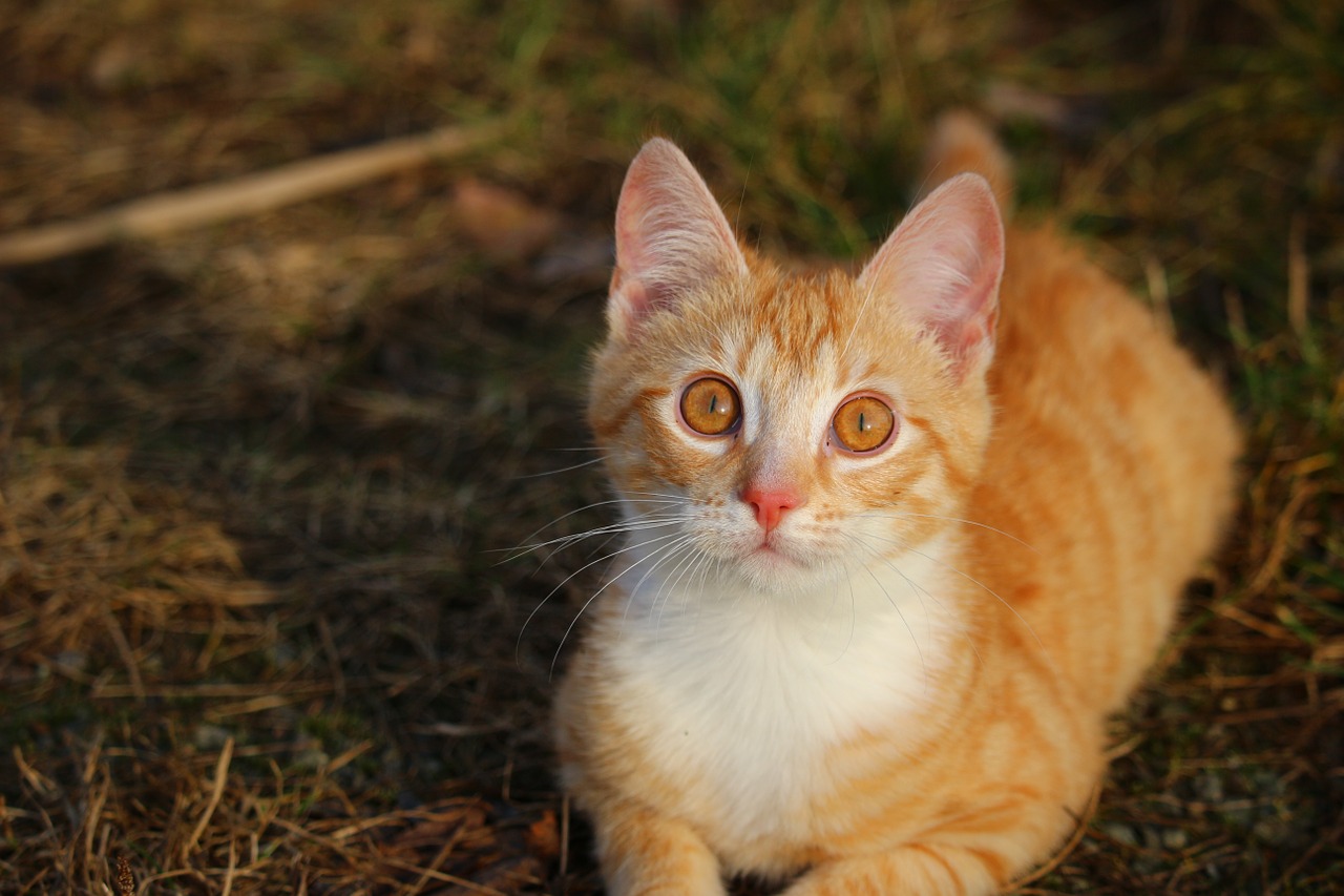 cat kitten red mackerel tabby free photo