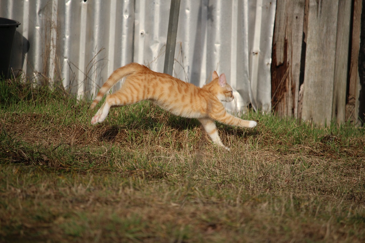 cat kitten red mackerel tabby free photo