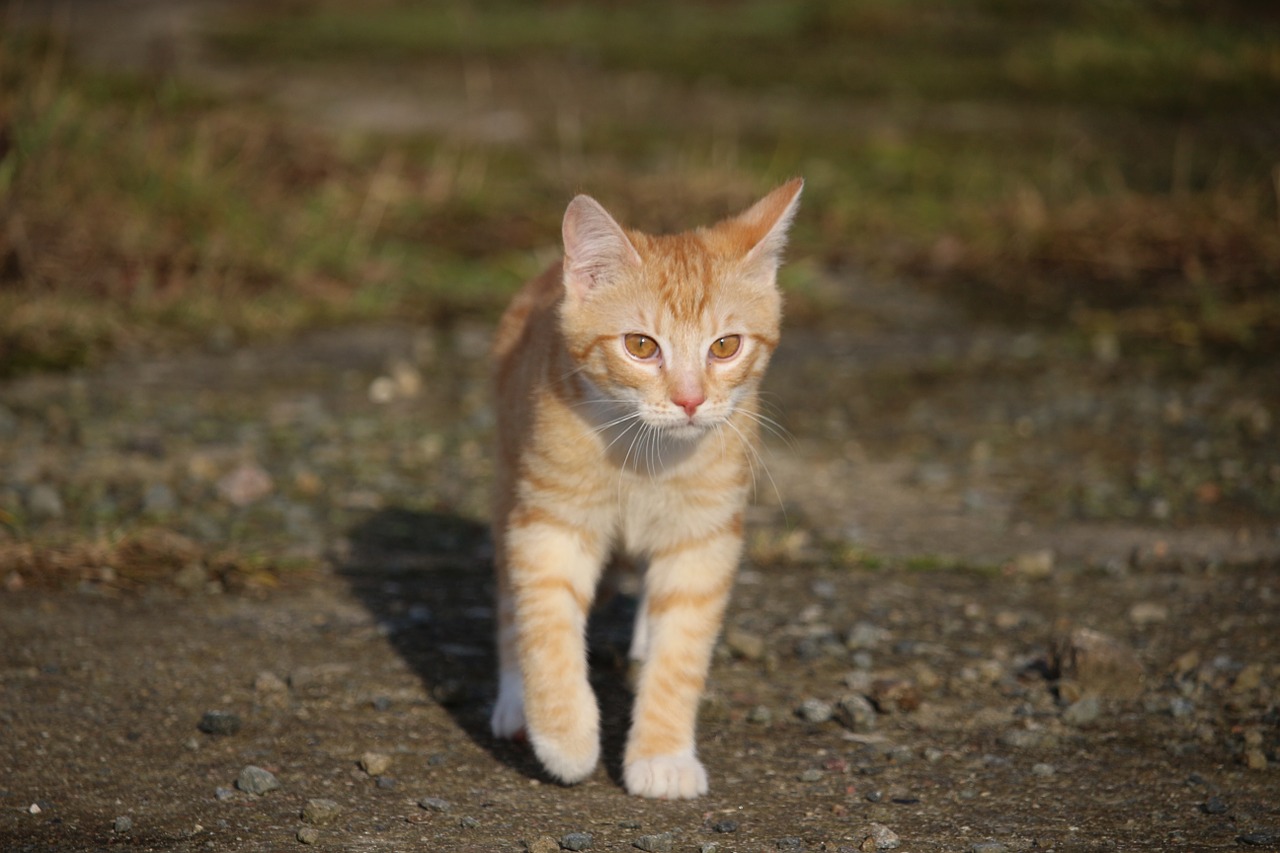 cat kitten young cat free photo