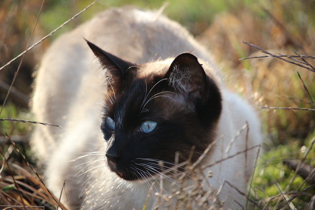 cat siamese cat siamese free photo