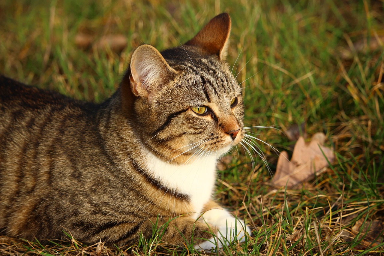 cat kitten young cat free photo