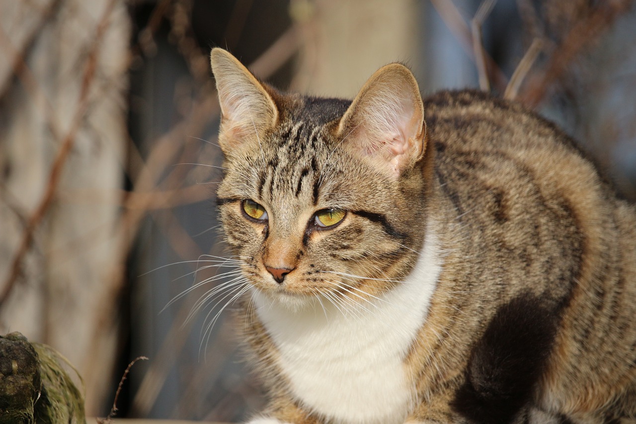 cat kitten young cat free photo