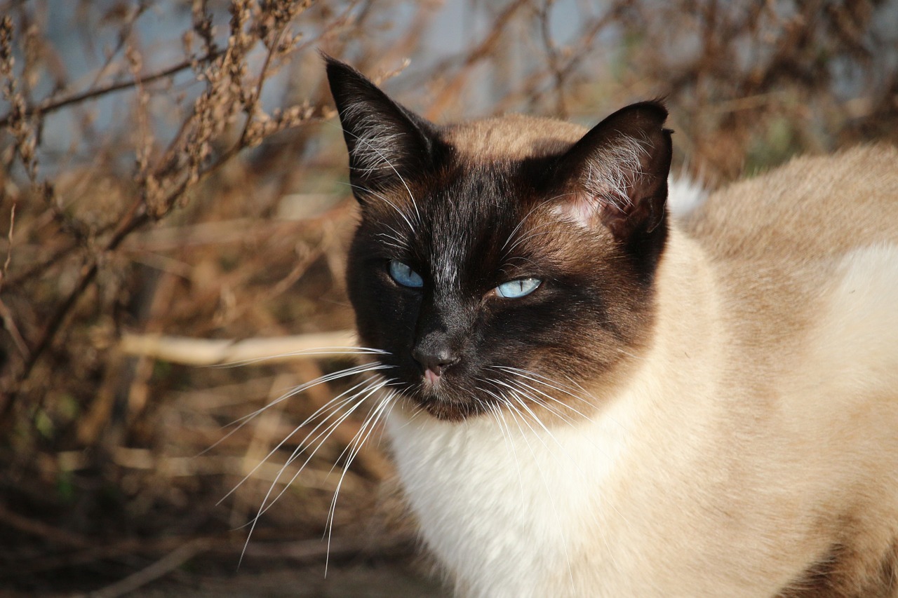 cat siamese siamese cat free photo