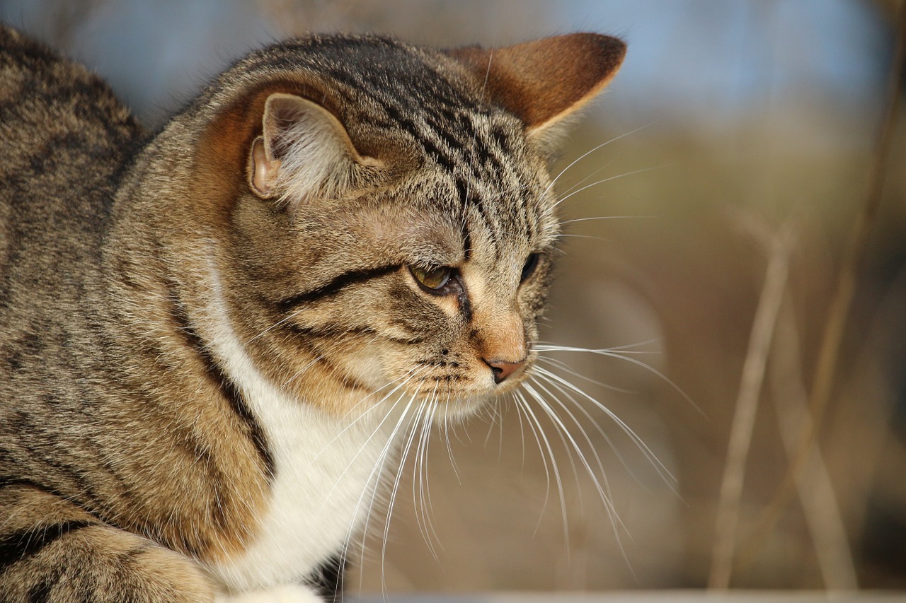 cat kitten mackerel free photo