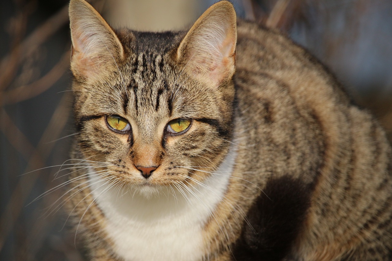 cat kitten mackerel free photo