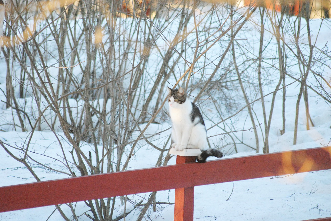 cat fence winter free photo