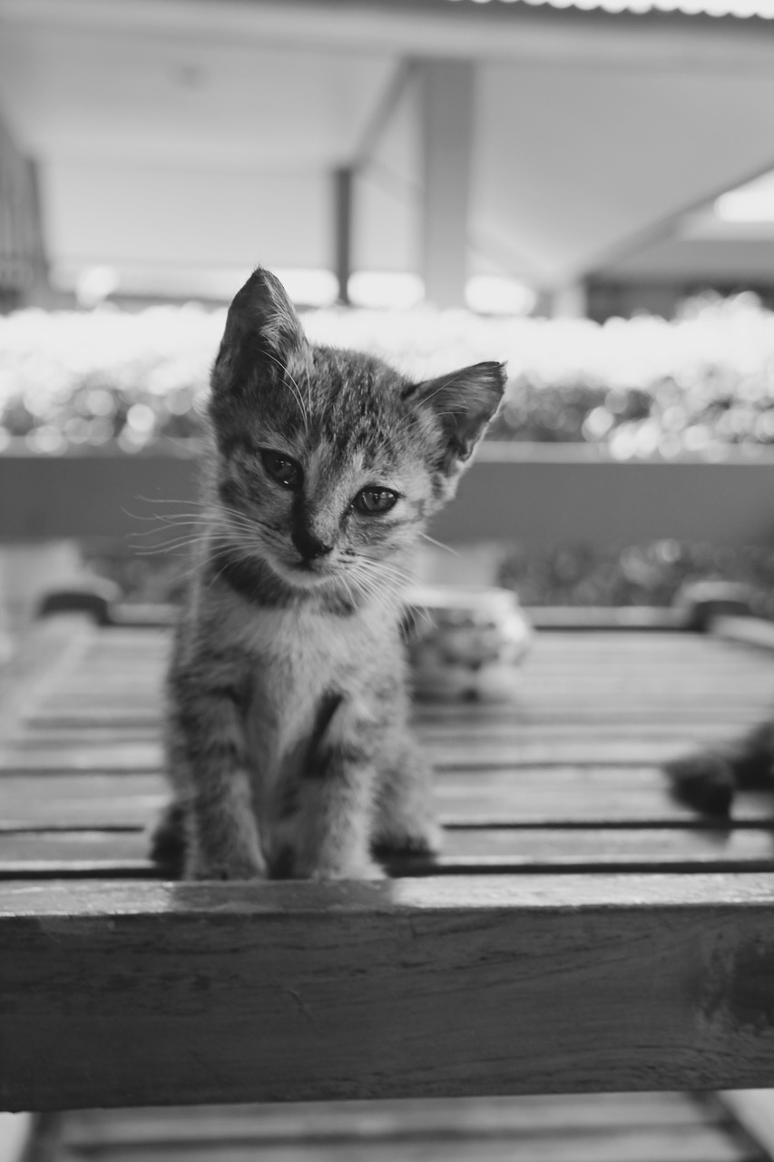 cat kitten cat baby free photo