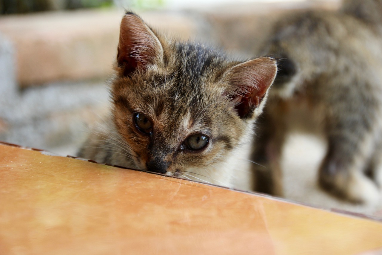 cat kitten cat baby free photo