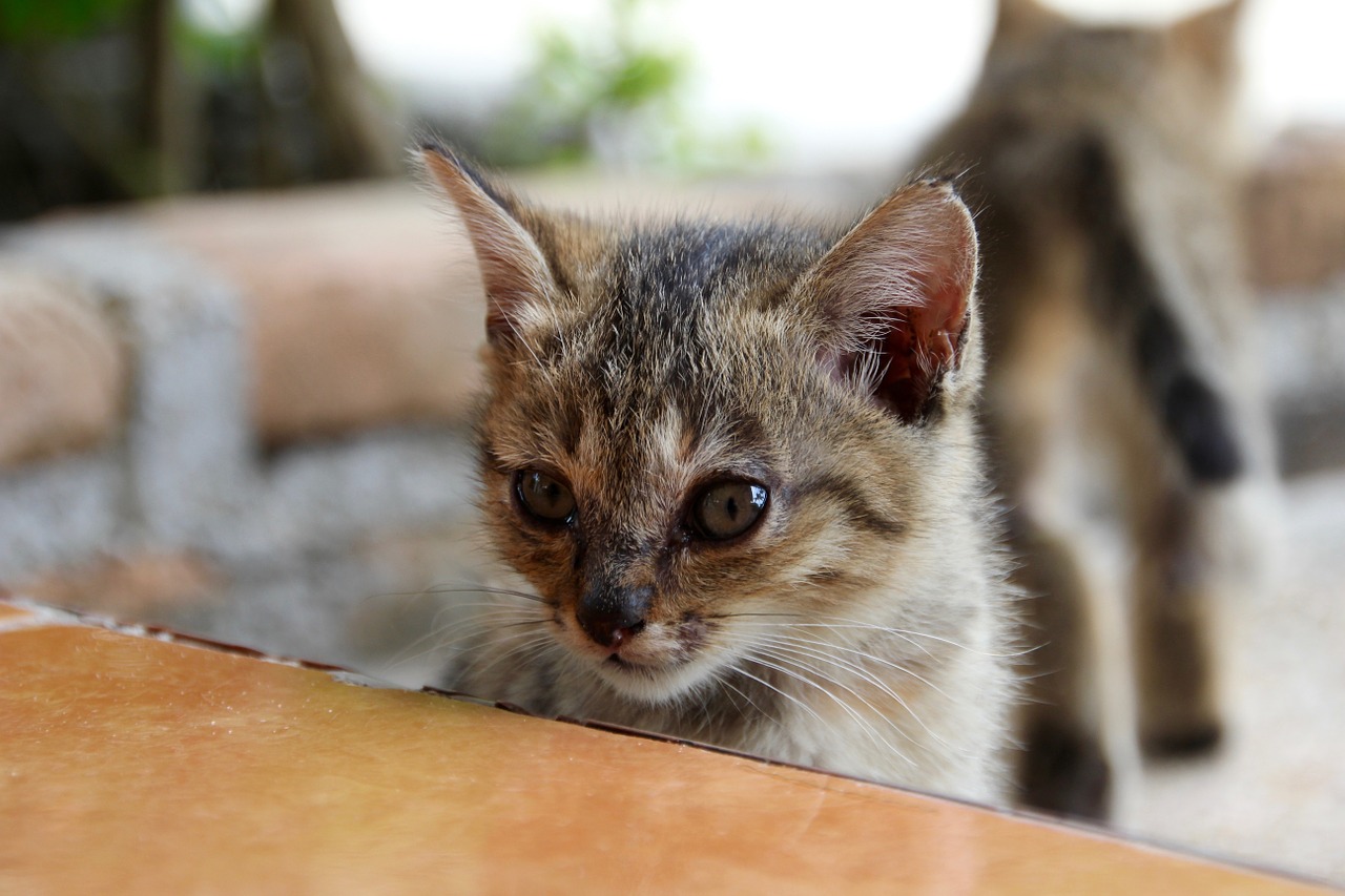 cat kitten cat baby free photo