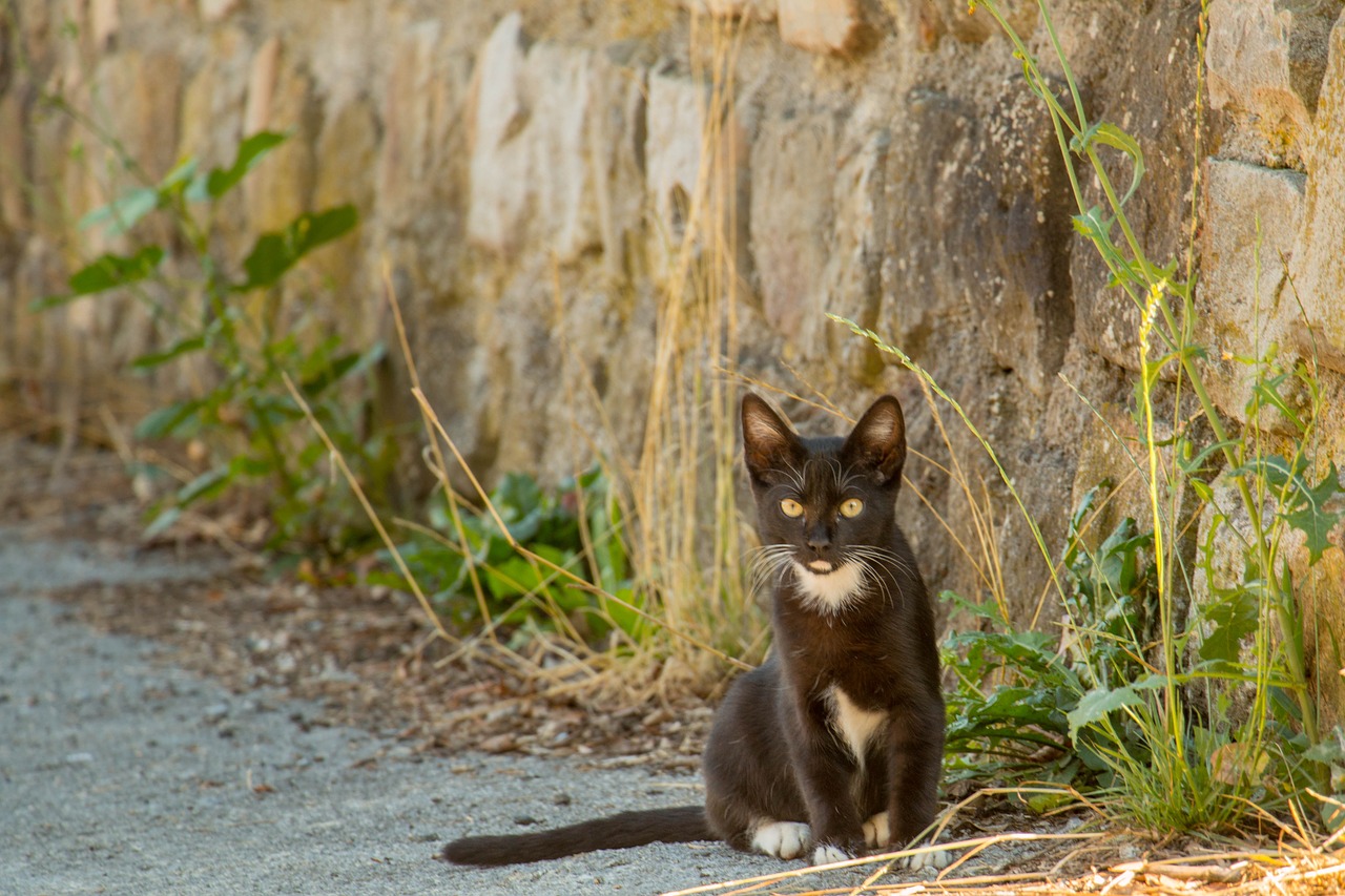 cat euskadi nature free photo