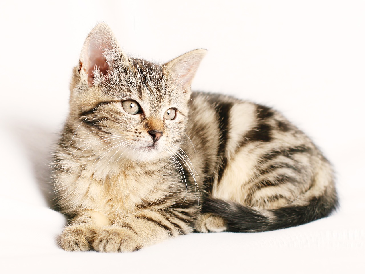 cat pet striped free photo